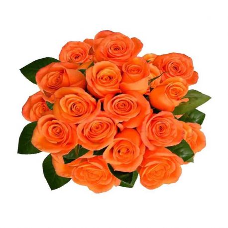 18 Orange Roses Bunch