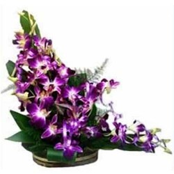 Ravishing Orchids