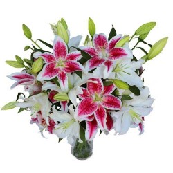 Sweet Lillies