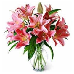 Oriental Lilies