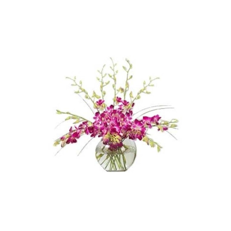 12 Orchids in a Vase 12 Orchids in a Vase