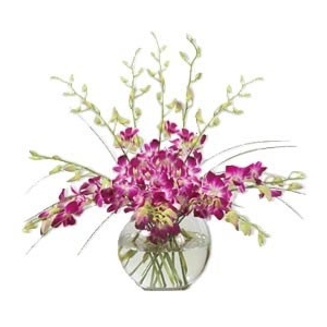 12 Orchids in a Vase 12 Orchids in a Vase