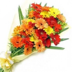 Cute Gerberas