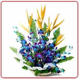 Exotic Orchids