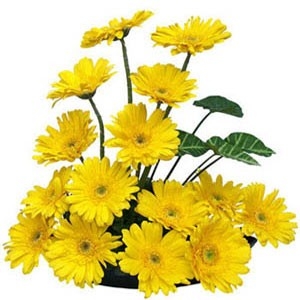 Bright Gerberas Bright Gerberas