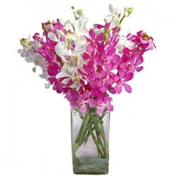 Exclusive Orchids