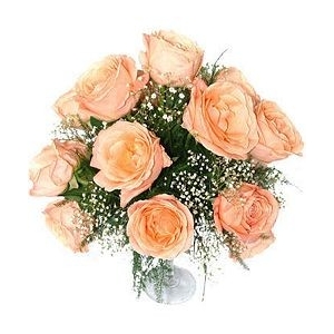 Perfect Roses Perfect Roses