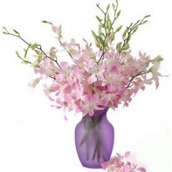 Pink & White