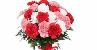 Carnations